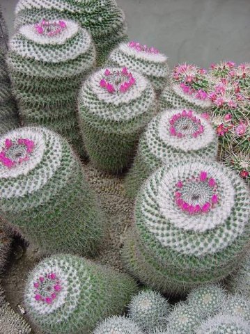mammillaria_scrippsiana